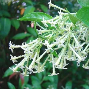 Night Blooming Jasmine Live Plant, 3-Pack, 5-8 Inches Tall, Fragrant Vine - Image 4