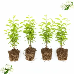 Night Blooming Jasmine Live Plant, 4 Pack, 4-6