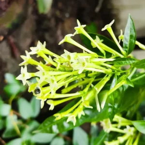 Night Blooming Jasmine Live Plant, 4 Pack, 4-6