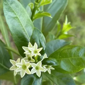 Night Blooming Jasmine Live Plant Cestrum Nocturnum Shrub 5-8 Inch Tall - Image 2