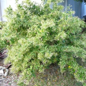 Night Blooming Jasmine Live Plant Cestrum Nocturnum Shrub 5-8 Inch Tall - Image 3