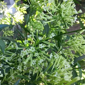 Night Blooming Jasmine Live Plant, Cestrum Nocturnum, Set of 2, 5-8 Inch Tall - Image 3