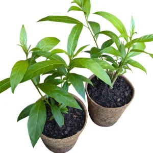 Night Blooming Jasmine Live Plant, Cestrum Nocturnum, Set of 2, 5-8 Inch Tall - Image 5