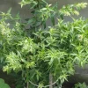 Night Blooming Jasmine Live Plant Cestrum Nocturnum Shrub 5-8 Inch Tall - Image 1