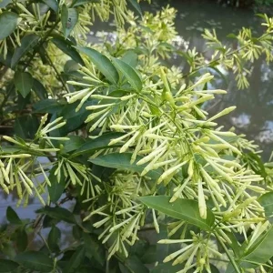 Night Blooming Jasmine Live Plant Cestrum Nocturnum Shrub 5-8 Inch Tall - Image 7