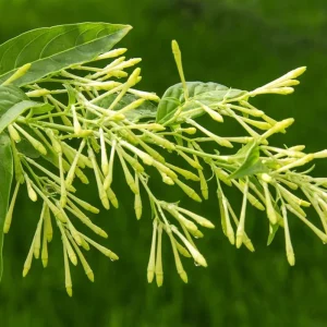 Night Blooming Jasmine Live Plant, Cestrum Nocturnum, Set of 2, 5-8 Inch Tall - Image 7