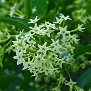 Night Blooming Jasmine Live Plant, Cestrum Nocturnum, Set of 2, 5-8 Inch Tall - Image 8