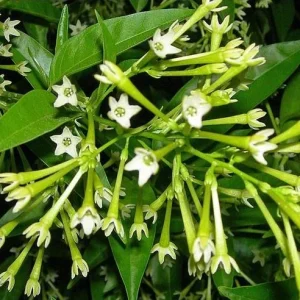 Night Blooming Jasmine Live Plant, Cestrum Nocturnum, Set of 2, 5-8 Inch Tall - Image 1