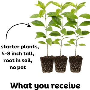 Night Blooming Jasmine Live Plant – Pack of 3 Starter Plants 4-8