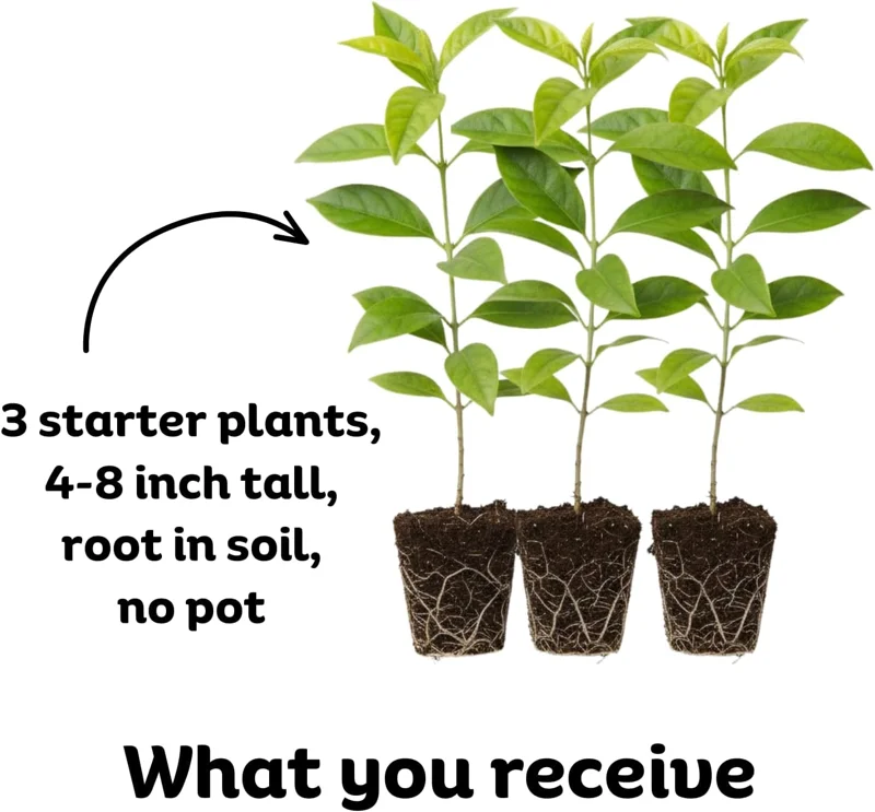 Night Blooming Jasmine Live Plant – Pack of 3 Starter Plants 4-8" Tall – Fragrant White Flowers – Outdoor - Image 2