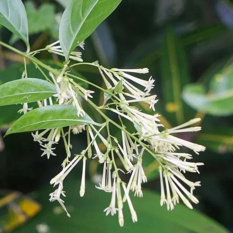 Night Blooming Jasmine Live Plant – Pack of 3 Starter Plants 4-8" Tall – Fragrant White Flowers – Outdoor - Image 3