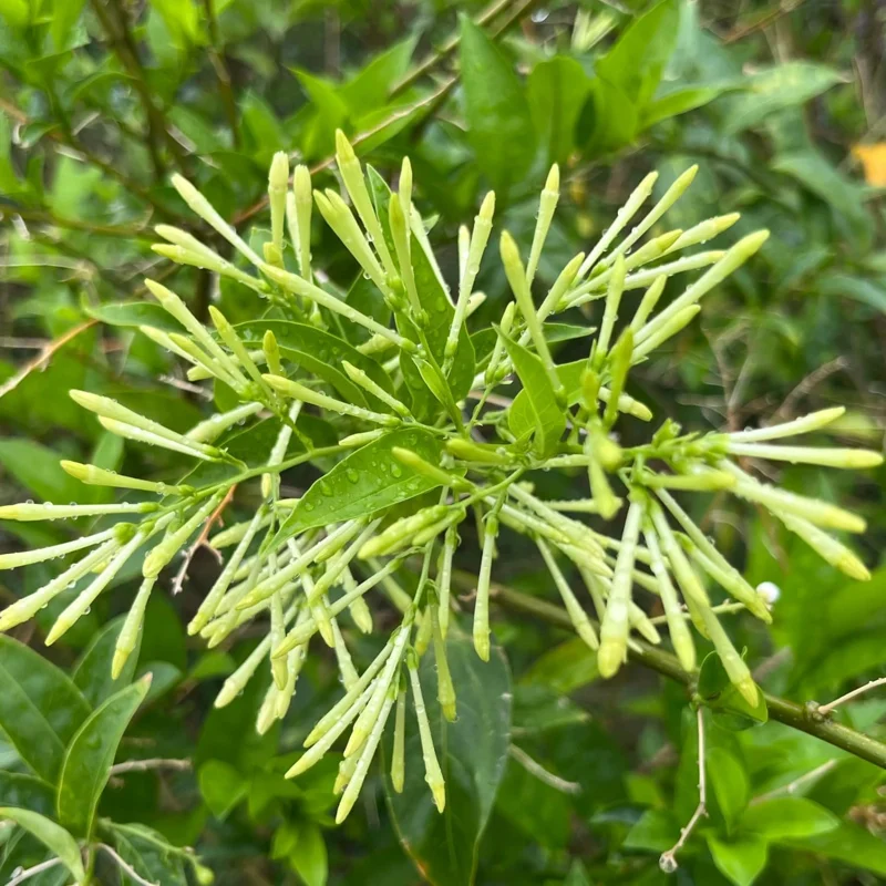Night Blooming Jasmine Live Plant – Pack of 3 Starter Plants 4-8" Tall – Fragrant White Flowers – Outdoor - Image 4