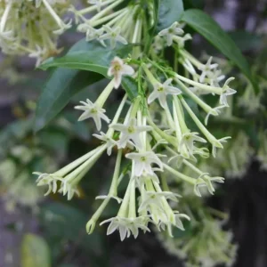 Night Blooming Jasmine Live Plant – Pack of 3 Starter Plants 4-8