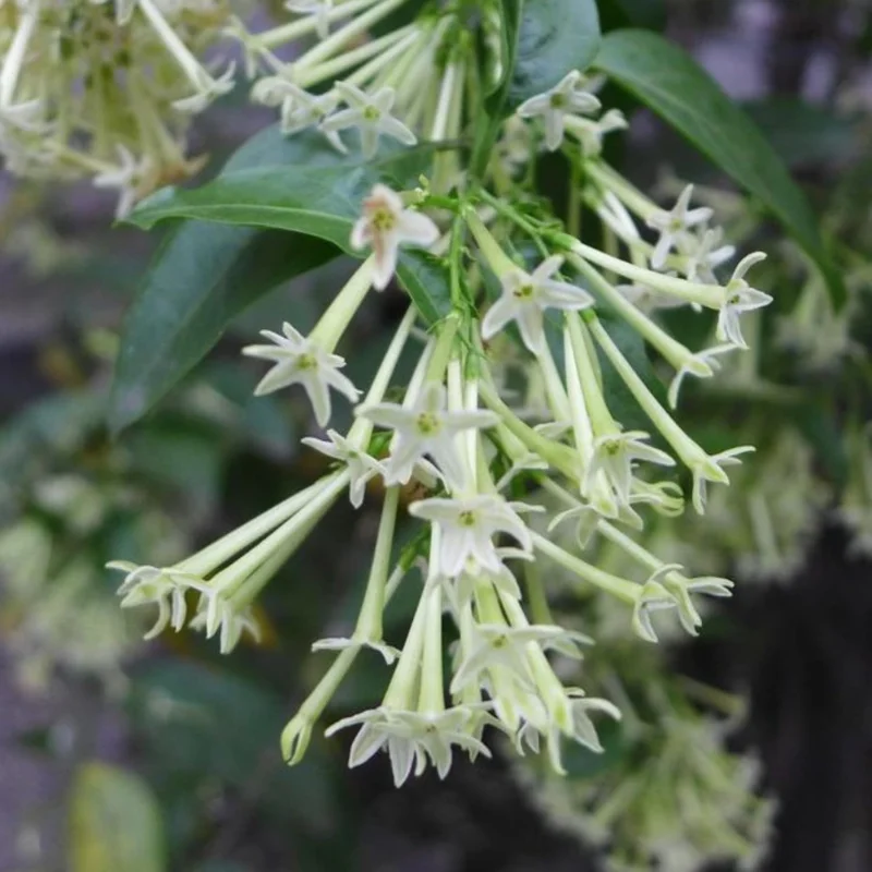 Night Blooming Jasmine Live Plant – Pack of 3 Starter Plants 4-8" Tall – Fragrant White Flowers – Outdoor - Image 5