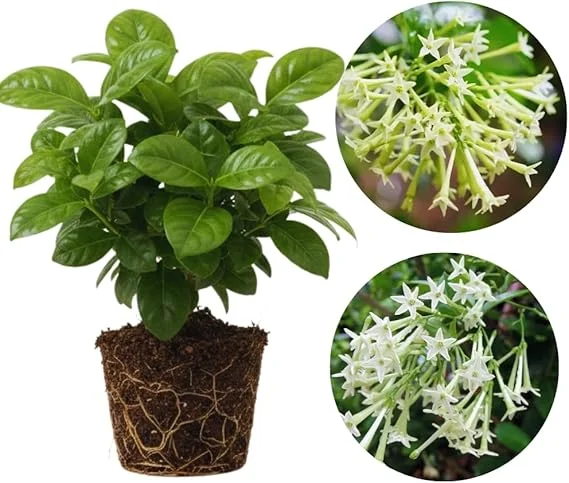 Night Blooming Jasmine Live Plants (2-Pack), Fragrant White Flowers, 5-7'' Tall, Outdoor - Image 3