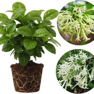 Night Blooming Jasmine Live Plants (2-Pack), Fragrant White Flowers, 5-7'' Tall, Outdoor - Image 4
