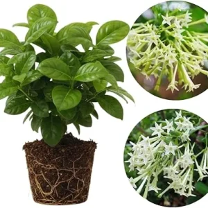 Night Blooming Jasmine Live Plants (2-Pack), Fragrant White Flowers, 5-7'' Tall, Outdoor - Image 5