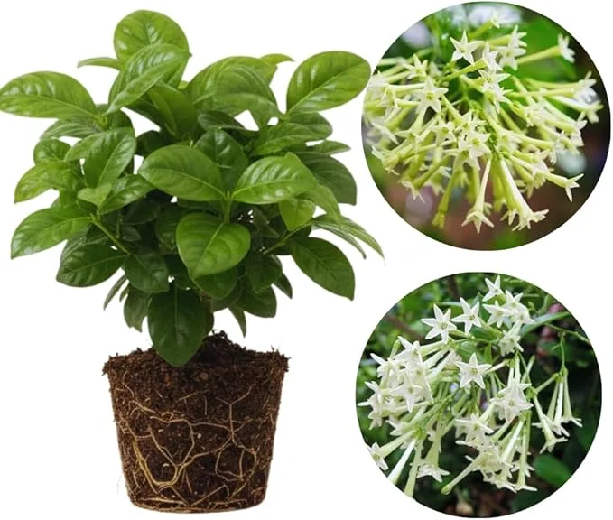 Night Blooming Jasmine Live Plants (2-Pack), Fragrant White Flowers, 5-7'' Tall, Outdoor - Image 7