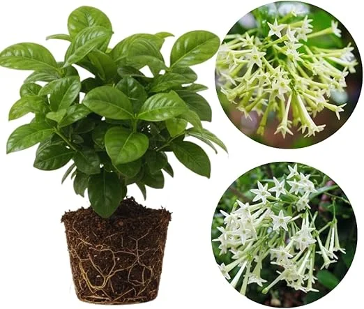 Night Blooming Jasmine Live Plants (2-Pack), Fragrant White Flowers, 5-7'' Tall, Outdoor - Image 1