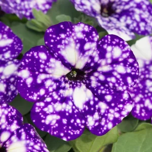 Night Sky Petunia Live Plants Starter, Bicolor Blue, Trailing Flowers, 2-Pack, 3-6 Inch Tall - Image 10