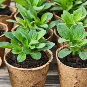 Night Sky Petunia Live Plants Starter, Bicolor Blue, Trailing Flowers, 2-Pack, 3-6 Inch Tall - Image 4