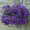 Night Sky Petunia Live Plants Starter, Bicolor Blue, Trailing Flowers, 2-Pack, 3-6 Inch Tall - Image 1