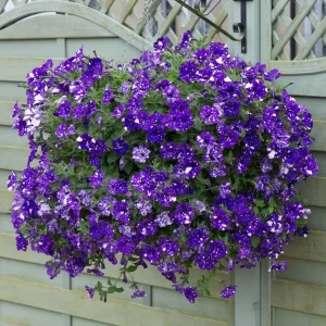 Night Sky Petunia Live Plants Starter, Bicolor Blue, Trailing Flowers, 2-Pack, 3-6 Inch Tall - Image 1