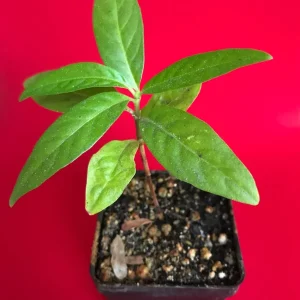 Noni Live Plant (Morinda Citrifolia) - Tropical Fruit Tree Starter Seedling 3-7