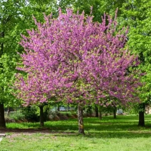 Oklahoma Redbud Tree Live Plant 2-3 FT Tall - Ornamental Pink Purple Flowers - Image 1