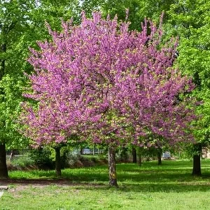 Oklahoma Redbud Tree Live Plant 2-3 FT Tall - Ornamental Pink Purple Flowers - Image 5