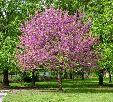 Oklahoma Redbud Tree Live Plant 2-3 FT Tall - Ornamental Pink Purple Flowers - Image 5