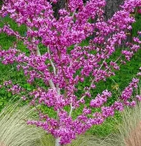 Oklahoma Redbud Tree Live Plant 4-5 FT Tall - Cercis Reniformis - Outdoor Ornamental Tree - Image 5