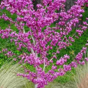 Oklahoma Redbud Tree Live Plant 4-5 FT Tall - Cercis Reniformis - Outdoor Ornamental Tree - Image 6