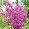 Oklahoma Redbud Tree Live Plant - Ornamental Red Bud Tree 3-4 FT Tall Outdoor - Image 1