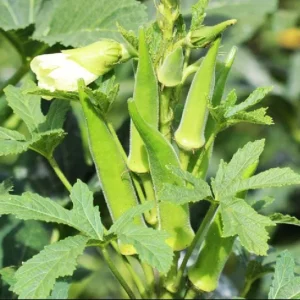 Okra F1 Seeds - Green J Okra Seeds for Planting - 100 Seeds - Image 6
