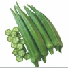 Okra F1 Seeds - Green J Okra Seeds for Planting - 100 Seeds - Image 1