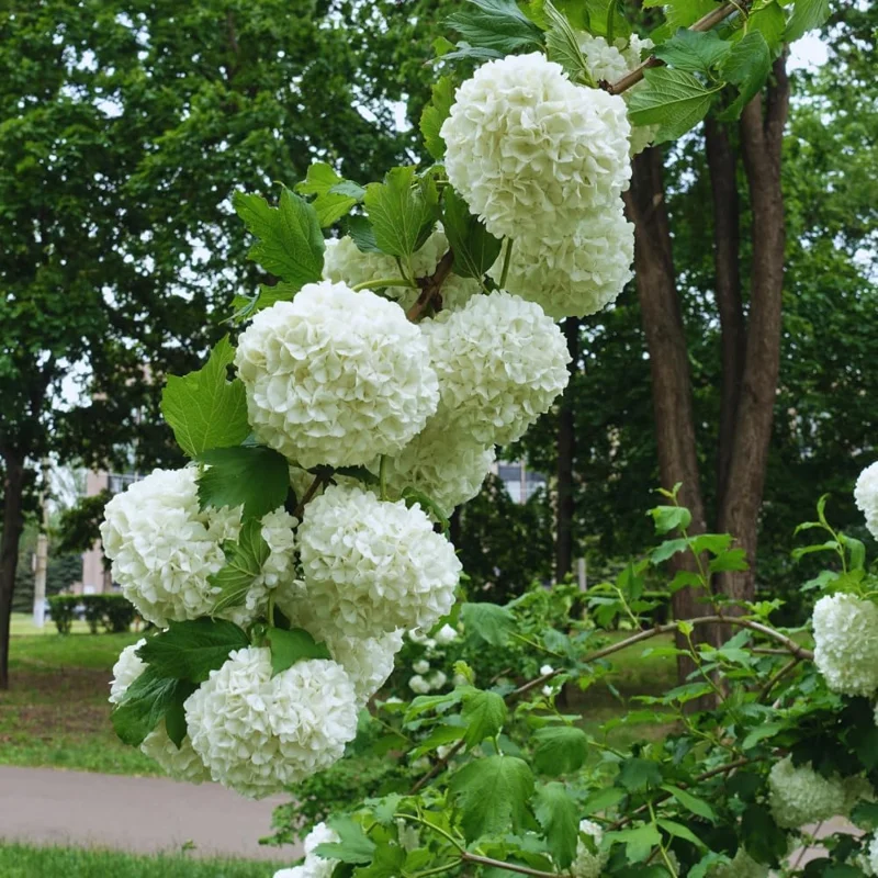 Old Fashion Snowball Viburnum Bush Live Plant - 4 Inch Potted Shrub - Outdoor - Image 2