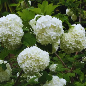 Old Fashion Snowball Viburnum Bush Live Plant - 4 Inch Potted Shrub - Outdoor - Image 3