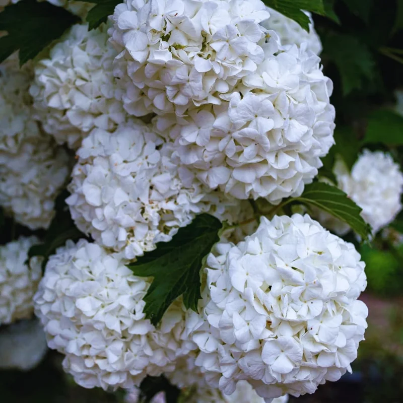 Old Fashion Snowball Viburnum Bush Live Plant - 4 Inch Potted Shrub - Outdoor - Image 4