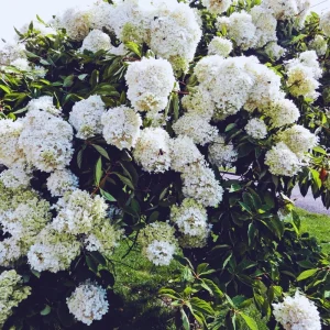 Old Fashion Snowball Viburnum Bush Live Plant - 4 Inch Potted Shrub - Outdoor - Image 5