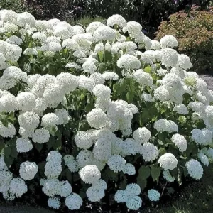 Old Fashion Snowball Viburnum Live Plant – White Hardy Shrub, 4'' Pot, Outdoor - Image 2