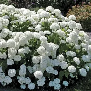 Old Fashion Snowball Viburnum Live Plant – White Hardy Shrub, 4'' Pot, Outdoor - Image 4