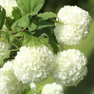 Old Fashion Snowball Viburnum Live Plant - White Shrub in 4 Inch Pot, Zones 3-9 - Image 2