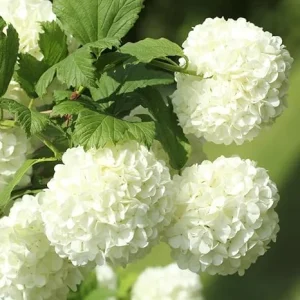 Old Fashion Snowball Viburnum Live Plant - White Shrub in 4 Inch Pot, Zones 3-9 - Image 5