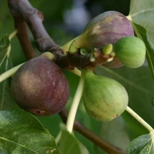 Olympian Fig Tree Live Plant - Cold Hardy Ficus Carica - Fruiting Fig Tree - 6-12 inches Tall - Image 4