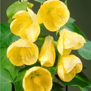 Orange Abutilon Live Plant – Trailing Lantern Flower Vine – 5-9” Tall - Image 2