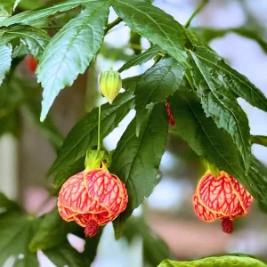 Orange Abutilon Live Plant – Trailing Lantern Flower Vine – 5-9” Tall - Image 4