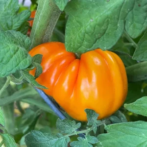 Orange Accordion Tomato Seeds - 25 Heirloom Seeds for Garden Planting - Image 2