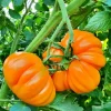 Orange Accordion Tomato Seeds - 25 Heirloom Seeds for Garden Planting - Image 1