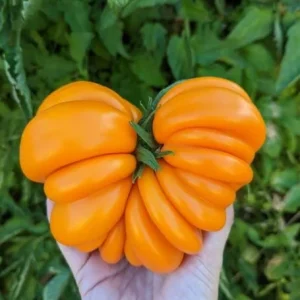 Orange Accordion Tomato Seeds - 25 Heirloom Seeds for Garden Planting - Image 5